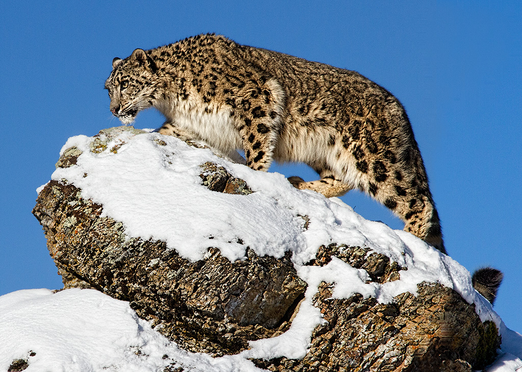 2014 Nature Section "Snow Leopard Scouting" by Kerry Boytell EFIAP, FAPS: Awarded SSNEP Gold Medal