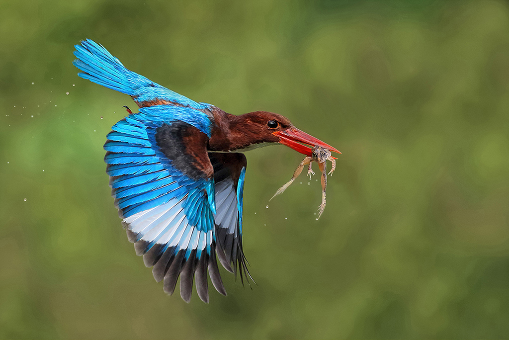 2015 Nature Section "Kingfisher With A Frog" by Graeme Guy FAPS, EPSA: Awarded  SSNEP Silver Medal
