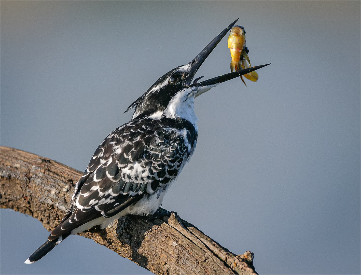 2019 Nature Section "Kingfisher and Prey" by Stephan Labuschagne: Awarded APS Silver Medal