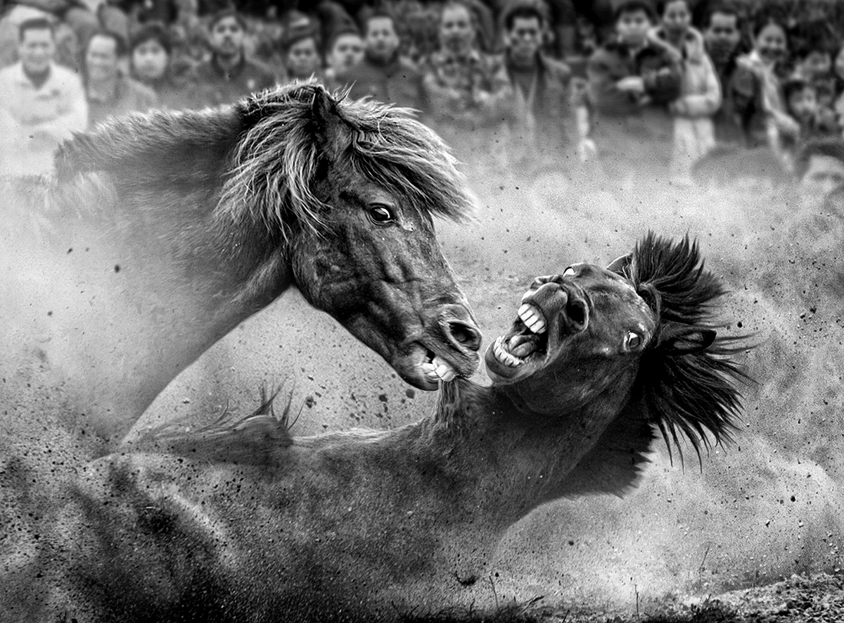 2020 Open Monochrome Section "Fighting Horses" by Joseph Tam EFIAP/d3, APSEM/b, GMPSA: Awarded SSNEP Gold Medal