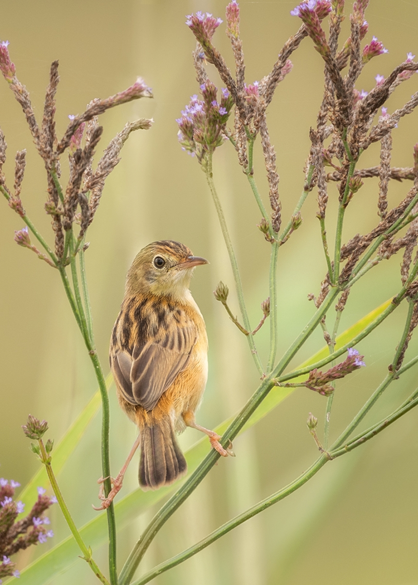 2022 Open Colour Section "Cristicola" by Julie Rathbone: Awarded APS Silver Medal