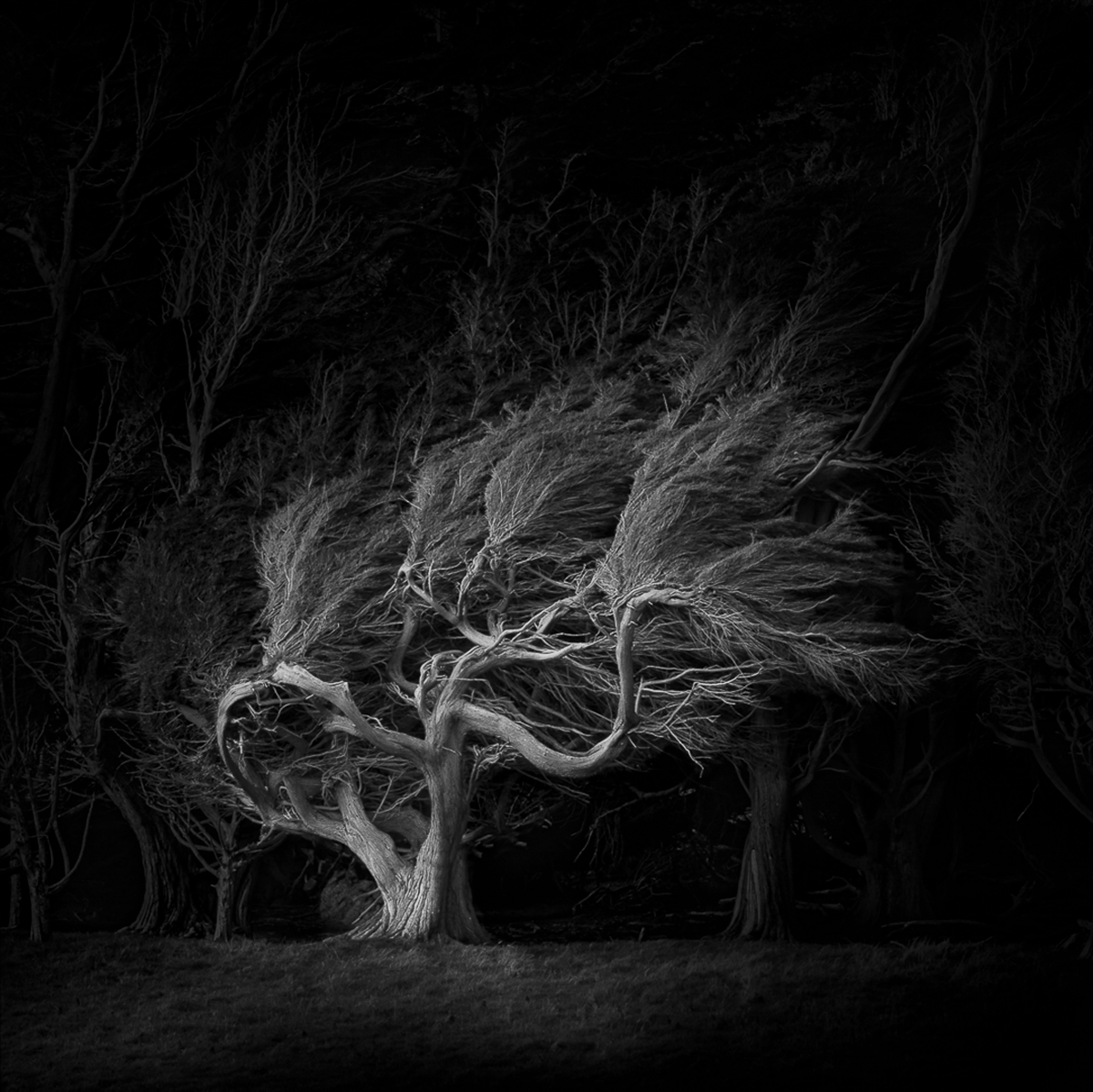 2022 Open Monochrome Section "Ghost Tree" by Neville Thorogood: Awarded APS Gold Medal